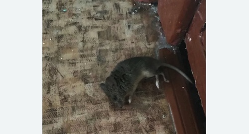Дезинфекция от мышей в Рузаевке