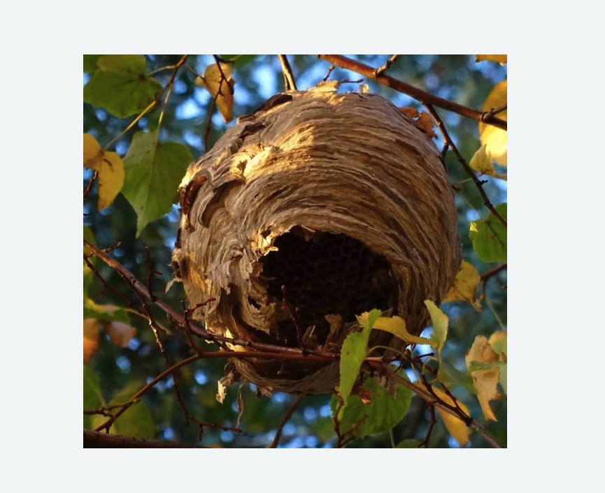 Обработка от шершней в Рузаевке