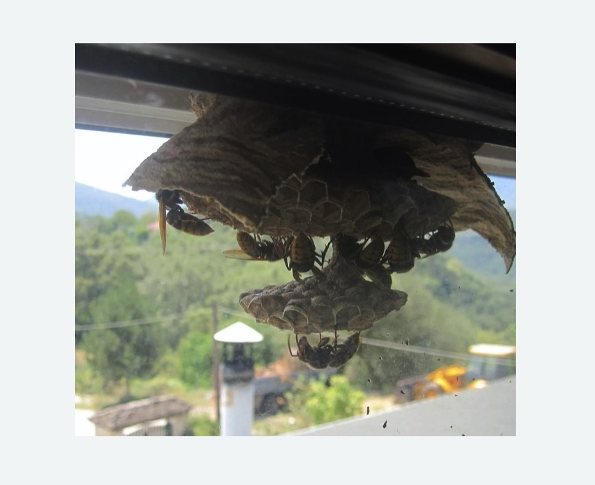 Уничтожение гнёзд шершней в Рузаевке