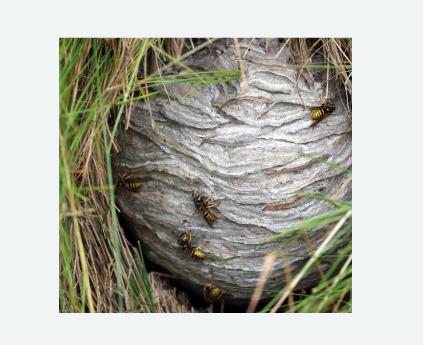 Уничтожение ос и ульев в Рузаевке